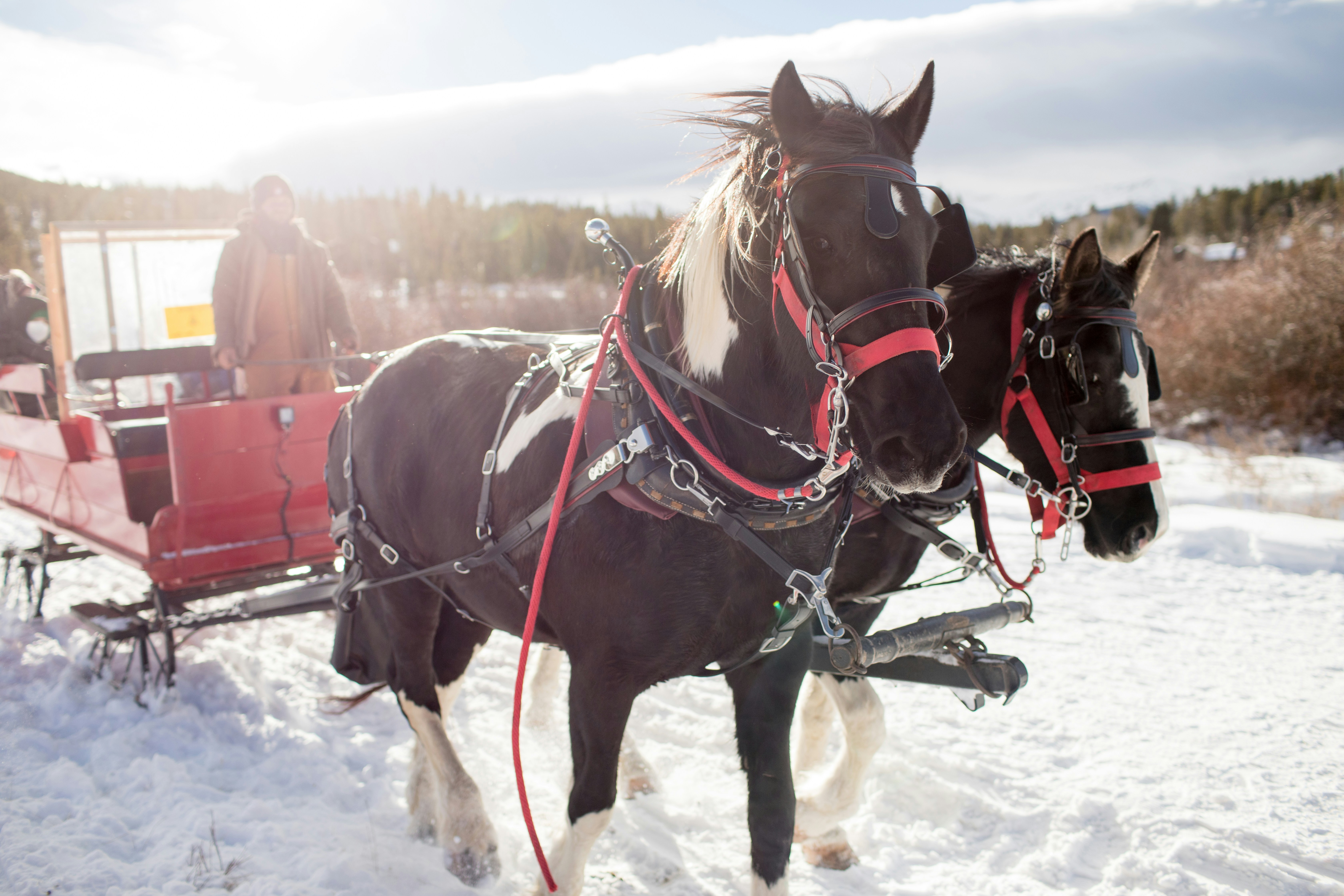 Winter Connections: A Winter Family Festival